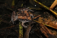 Microhyla mukhlesuri