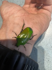 Ischiopsopha wallacei