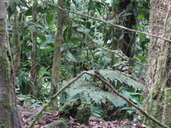 Myiotriccus ornatus