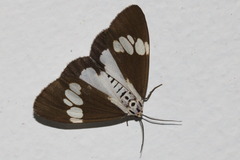 Nyctemera lacticinia