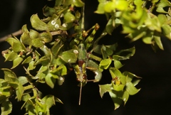 Bootettix argentatus