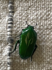 Ischiopsopha wallacei