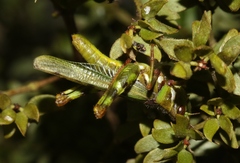 Bootettix argentatus