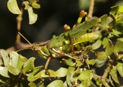 Bootettix argentatus