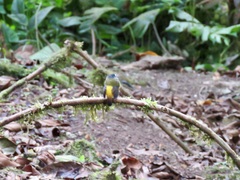 Myiotriccus ornatus
