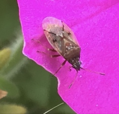 Kleidocerys resedae