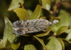 Filatima