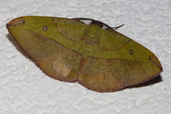 Hypochrosis hyadaria