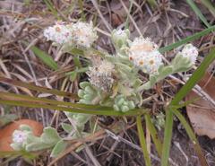 Helichrysum candolleanum