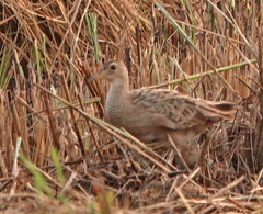 Gallicrex cinerea