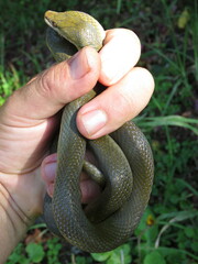 Lycodonomorphus inornatus