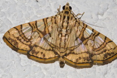 Glyphodes caesalis