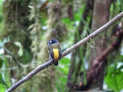 Myiotriccus ornatus
