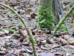 Myiothlypis fulvicauda