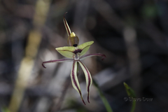 Caladenia roei