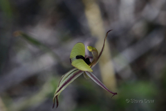 Caladenia roei