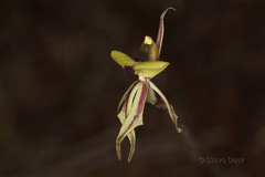 Caladenia roei