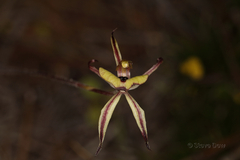 Caladenia roei