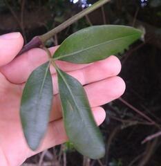 Rhoicissus tridentata tridentata