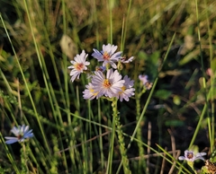 Symphyotrichum adnatum