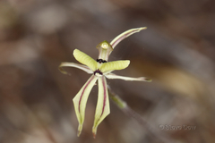 Caladenia roei