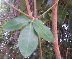 Rhoicissus tridentata tridentata