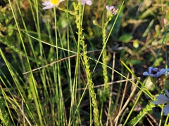 Symphyotrichum adnatum