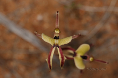 Caladenia roei