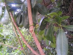 Rhoicissus tridentata tridentata