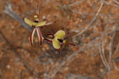 Caladenia roei