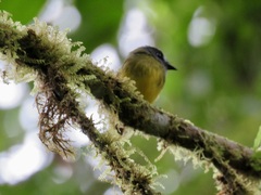 Myiotriccus ornatus