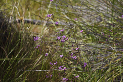 Arthropodium dyeri
