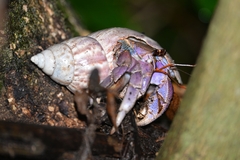 Coenobita violascens
