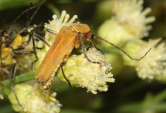 Chauliognathus discus