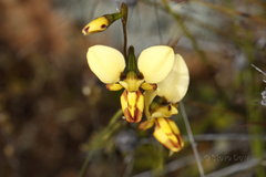 Diuris picta