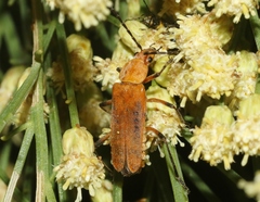 Chauliognathus discus