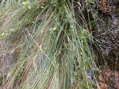 Schoenus pauciflorus