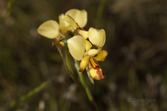 Diuris picta