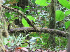 Myiotriccus ornatus