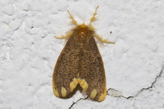 Orvasca subnotata