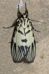 Heortia