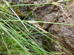 Schoenus pauciflorus