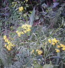 Senecio polyanthemoides