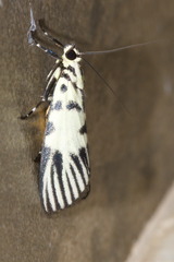 Heortia