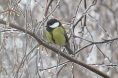 Parus major