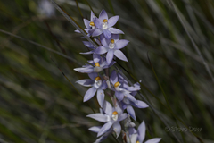 Thelymitra petrophila