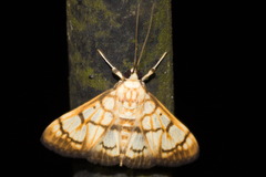 Nosophora euryterminalis