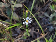 Symphyotrichum simmondsii