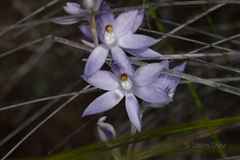 Thelymitra petrophila