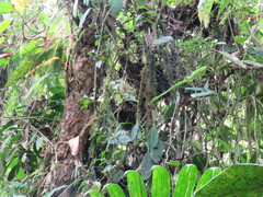 Niphidium crassifolium